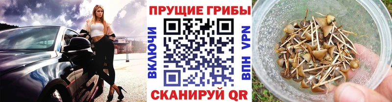 Купить Болотное Галлюциногенные грибы Cubensis